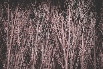 Dry trees in the night that look scary from evil