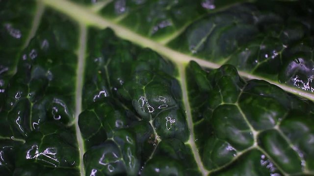 Kale cole leaf closeup texture video on rolling rotating looping plate