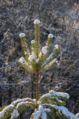 frozen tree branches in winter