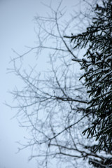 Fototapeta na wymiar frozen tree branches in winter