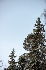 frozen tree branches in winter