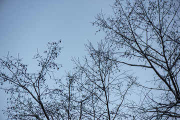 frozen tree branches in winter