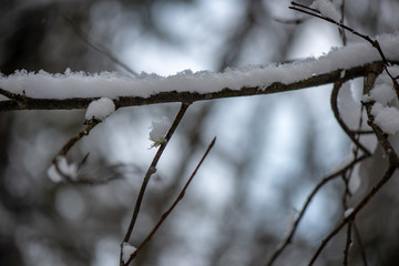 frozen tree branches in winter