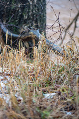 frozen tree branches in winter