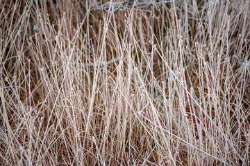 frozen grass bents in winter