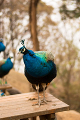 Fototapeta premium peacock with feathers out