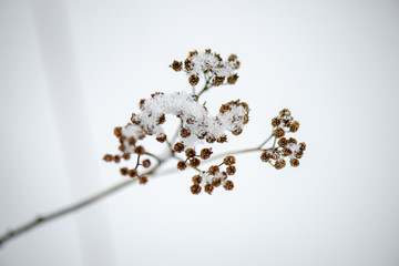 frozen grass bents in winter