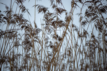 frozen grass bents in winter