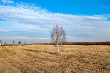 dried grass and tree birch on the field without foliage, the blue sky over the field to the horizon on the horizon forest