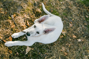 Weißer Schäferhund Welpe