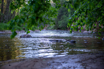 sunrise over the forest river in woods, early light