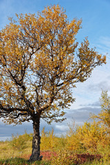 Fototapeta premium Herbst am Hraunafossar, Island