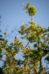 flock of parasite birds nesting in high trees