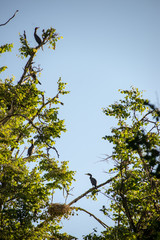 flock of parasite birds nesting in high trees