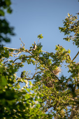 flock of parasite birds nesting in high trees
