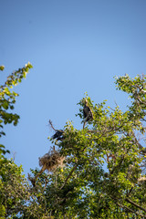 flock of parasite birds nesting in high trees