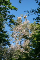 flock of parasite birds nesting in high trees