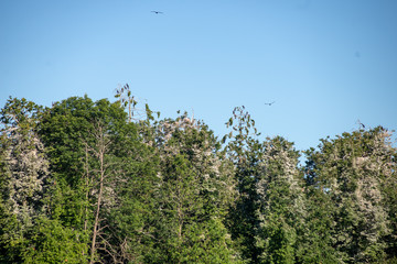 flock of parasite birds nesting in high trees