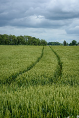 Fototapeta premium harvest ready wheat fields in late summer