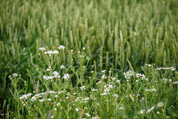 harvest ready wheat fields in late summer