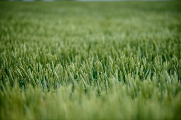 Fototapeta premium harvest ready wheat fields in late summer