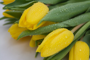 Yellow tulips with drops of dew on a white background