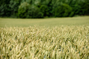 harvest ready wheat fields in late summer