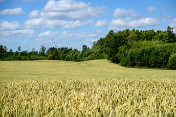 harvest ready wheat fields in late summer