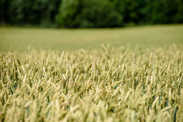 harvest ready wheat fields in late summer