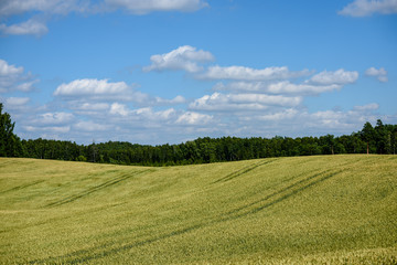 Fototapeta na wymiar harvest ready wheat fields in late summer