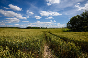 harvest ready wheat fields in late summer