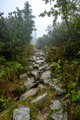 Naklejka na ściany i meble tourist hiking trail in foggy misty day with rain