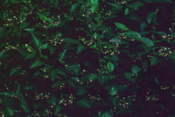 Deep faded green leaves background. Creative layout.