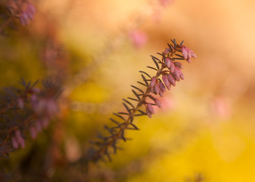 brugo in fiore