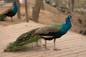 peacock with feathers