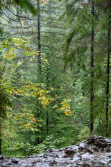 fast mountain rocky river in forest with waterfall