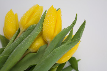Fototapeta premium Żółte tulipany z kroplami rosy na białym tle