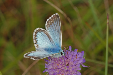 Lysandra coridon (PODA, 1761) Silbergrüner Bläuling 03.08.2017 DE, NRW, Eifel, Lampertstal