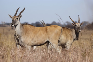 Eland