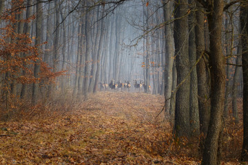 Group of red deer on the oak forest road in autumn time in Hungary