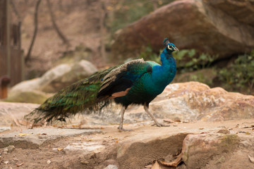 Obraz premium peacock in the park