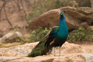 peacock in park