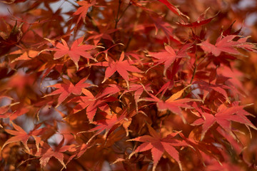 red autumn leaves