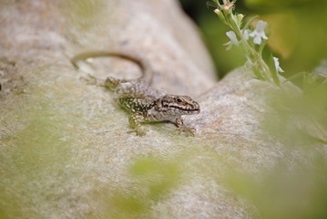 Lézard