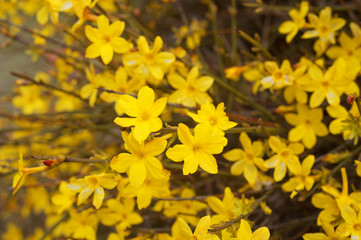 Yellow bloom of a winter jasmine bush
