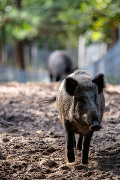 Wildschwein
