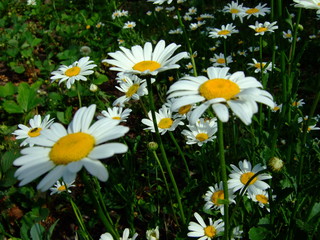 Large bright blooming daisies. Summer. Park.