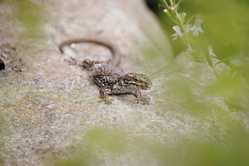 Lézard