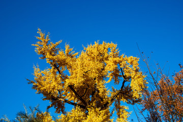 Fototapeta premium Herbst im Park