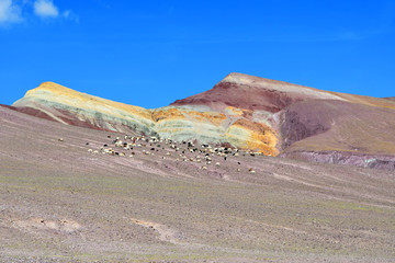 Herd of sheep in the colored mountains on the way to the salt lake Drangyer Tsaka. China, Tibet